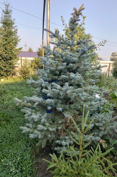 Продам ели сибирские  ели голубые