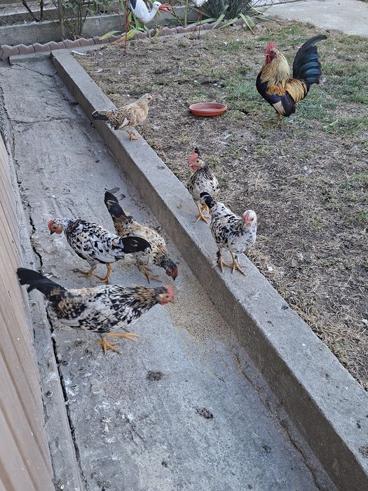 Cocoși de "munte"