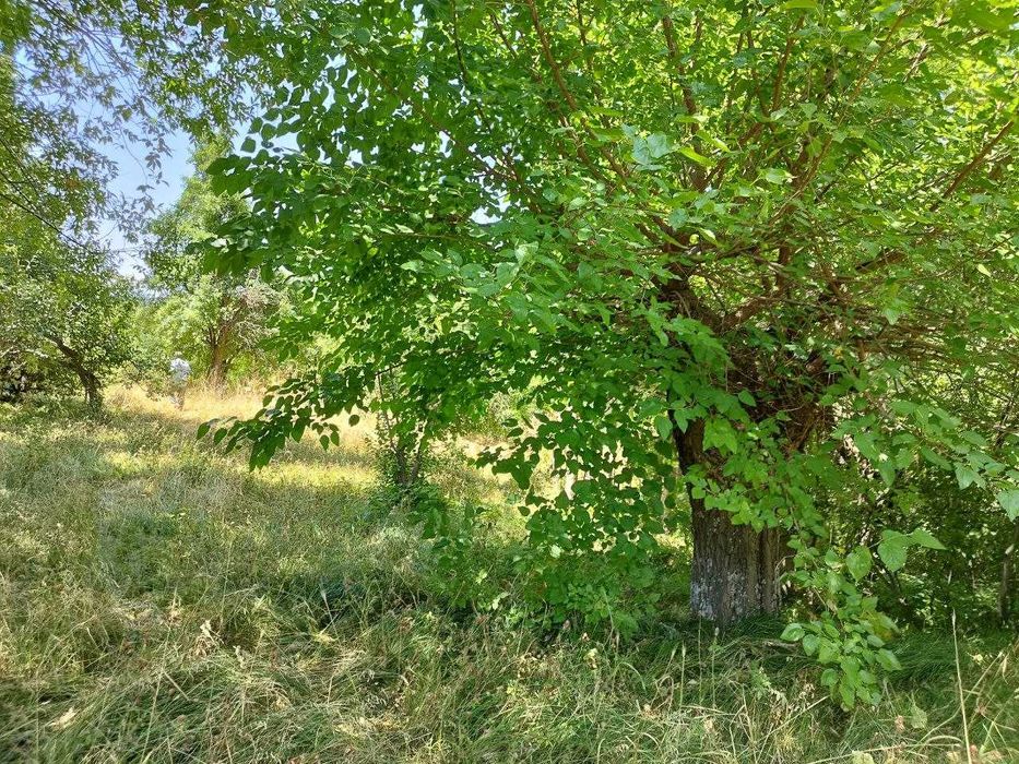 Земельный участок 42 сот  в горах {Нанай }