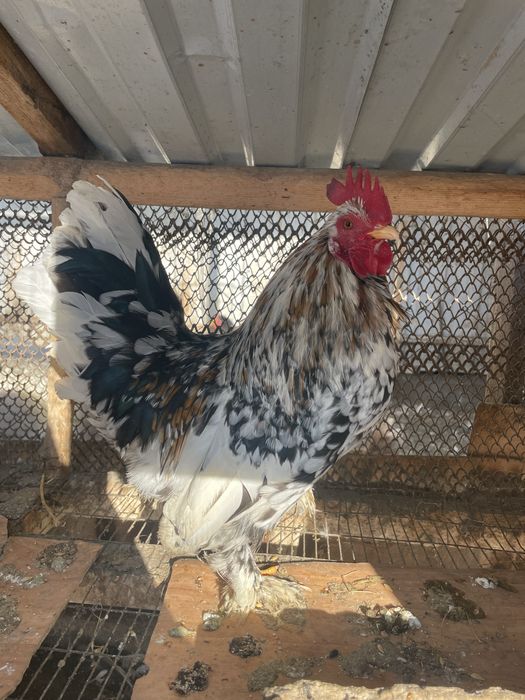 Карликовый петух