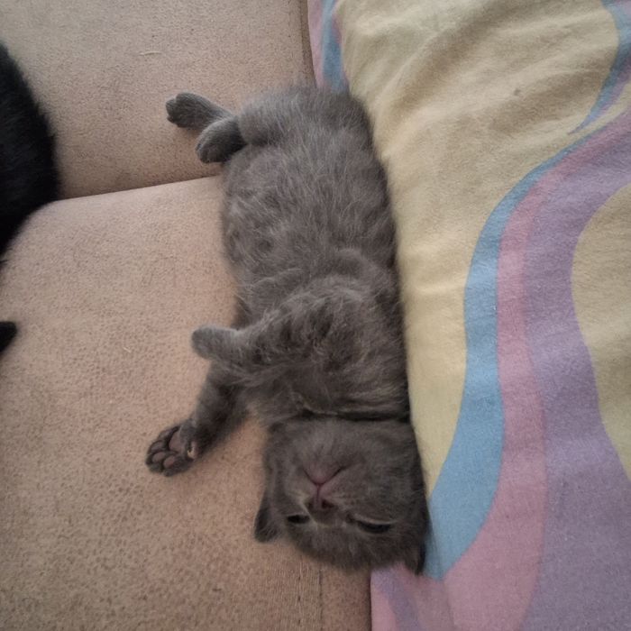Бесплатно котята