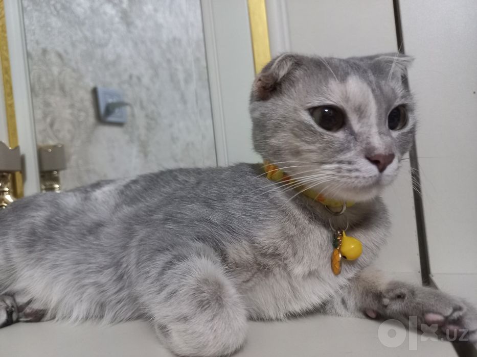 Scottish fold sotiladi