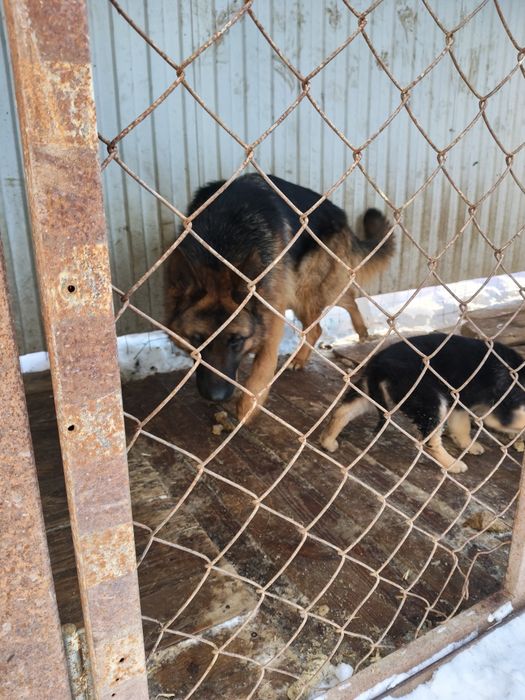 Щенок немецкий овчарка