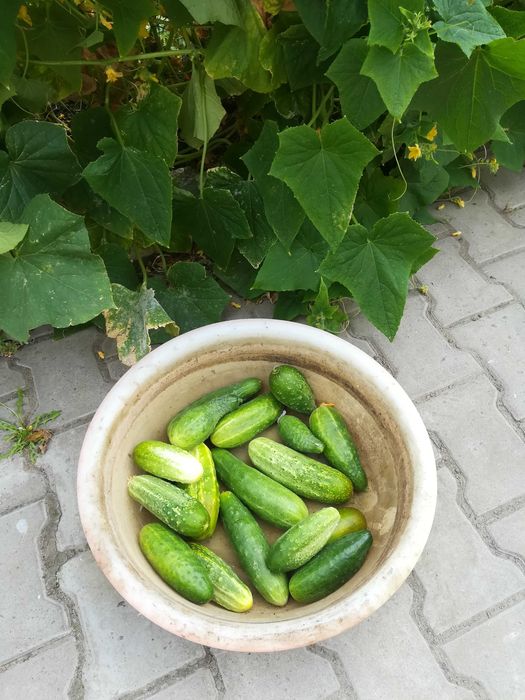 Огурцы свежие с грядки