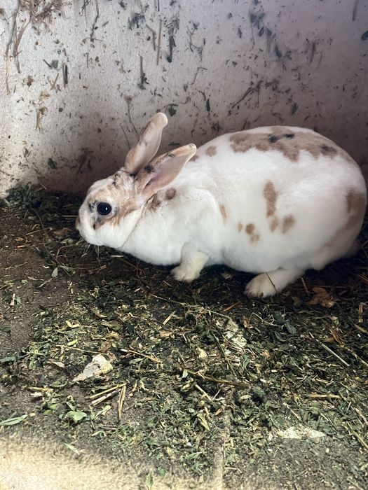 Iepuri Rex pitic tricolor !