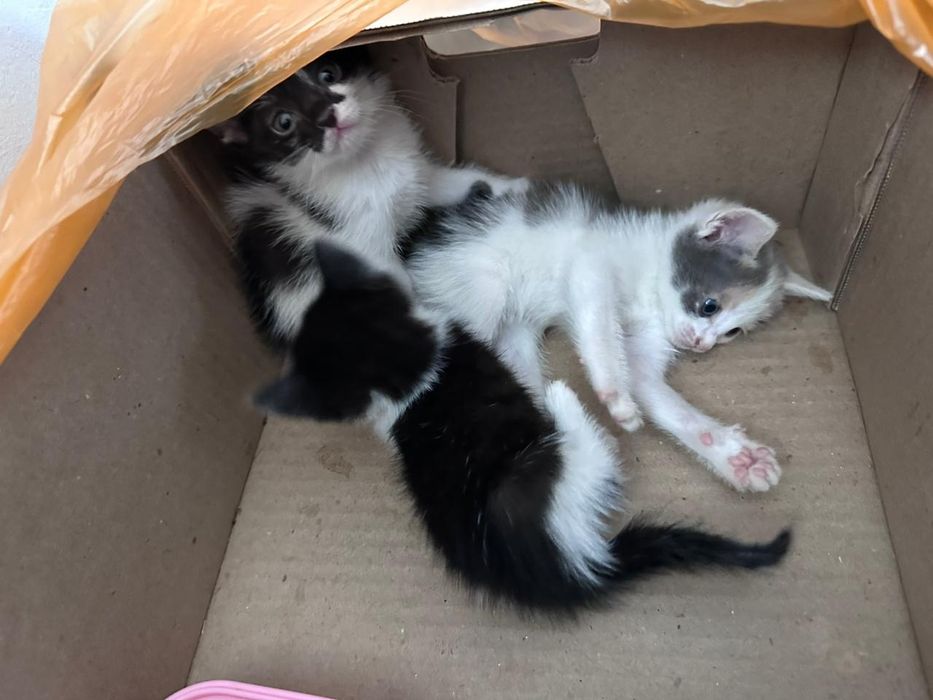 Мысықтар бар,тегін!