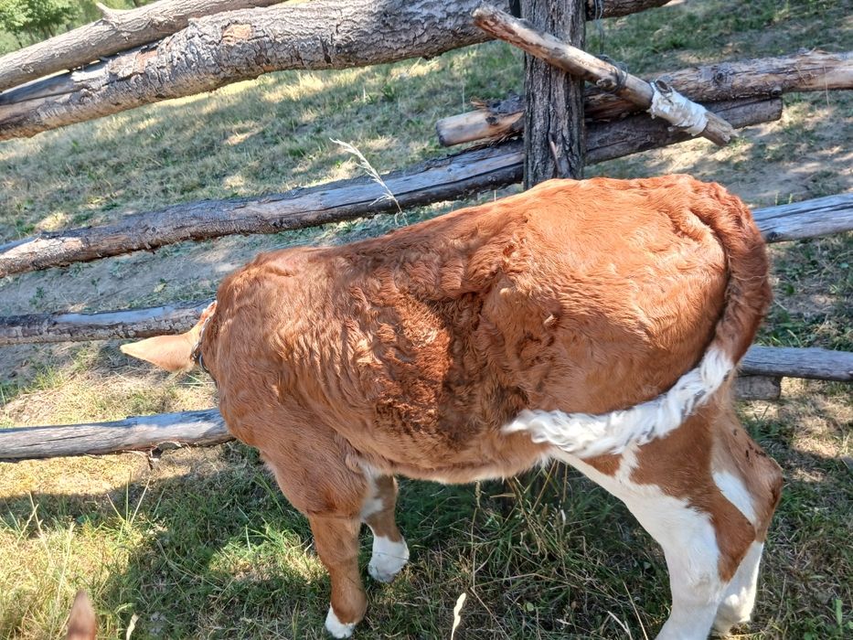 Vând vițea de trei săptămâni