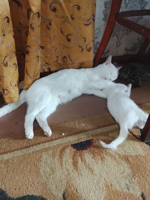 Продаются котята