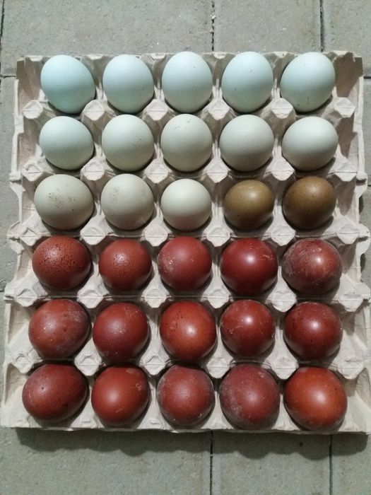 Oua colorate de la gaini de rasa