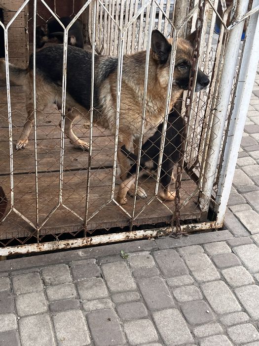 Продам  щенят немецкой овчарки