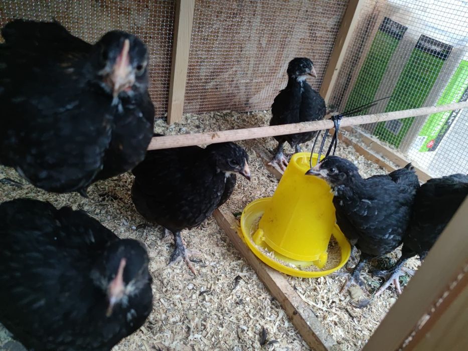 Pui de găină marans