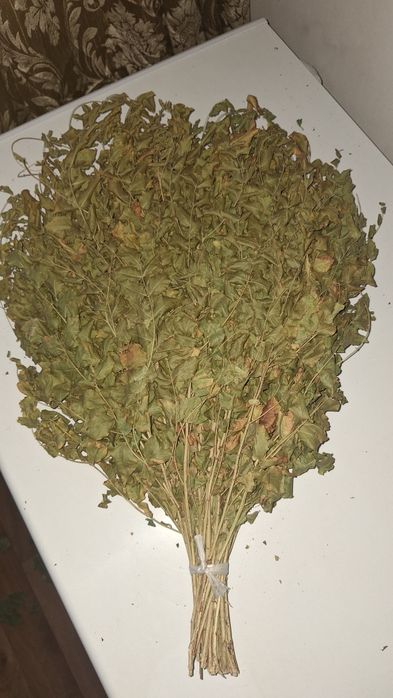 Веники клен канадский