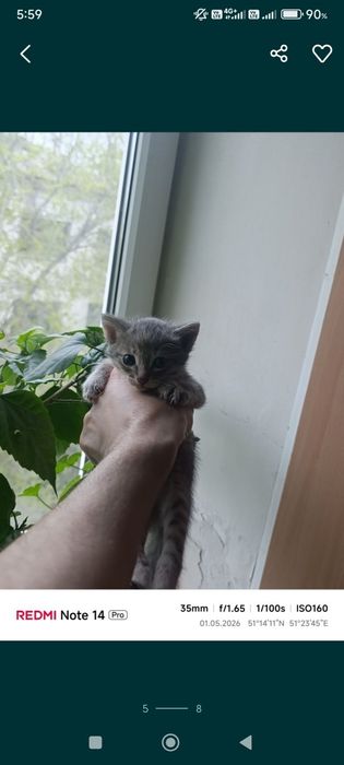 Срочно отдам котят один мальчик две девочки