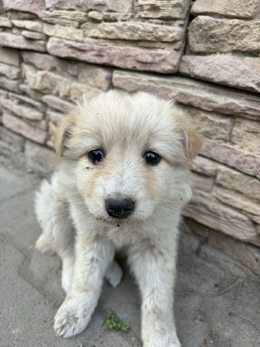 Отдам щенка в добрые руки