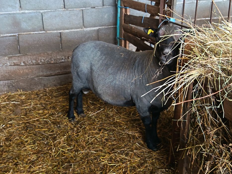 De vanzare berbec Romanov