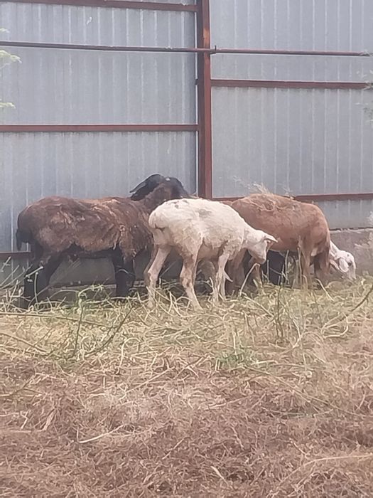 Продам жирных баран