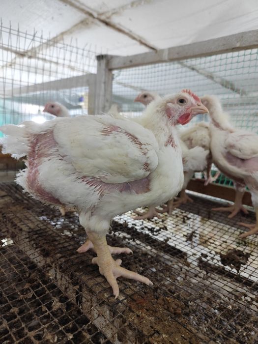 Подрощенная птица!