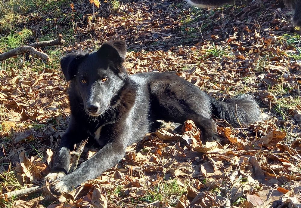 Adoptie catel sase luni