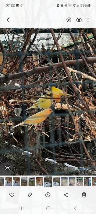 TURTURELE Exotice-Aripa  de bronz,aripă verde,tamburine, diamant,luzon