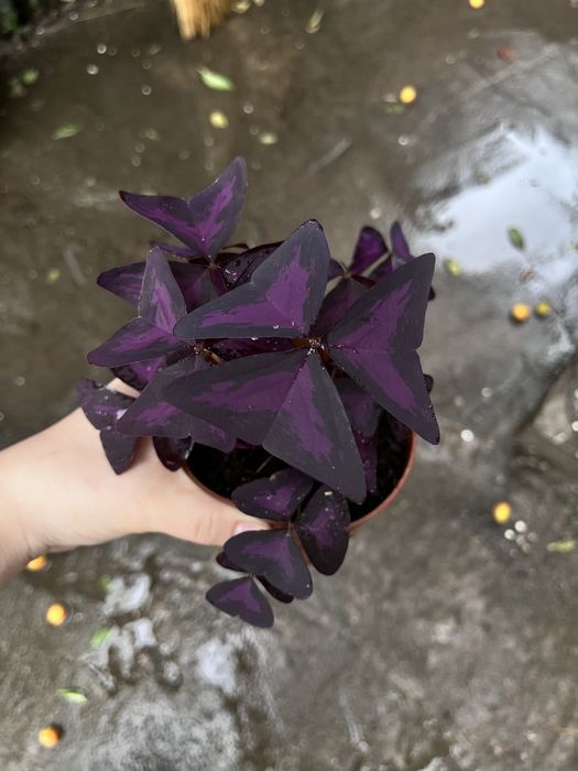 Продается Кислица