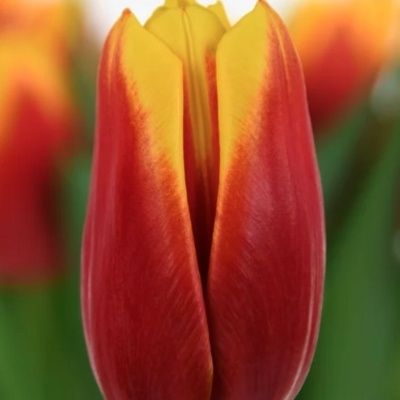 Тюльпаны с Голанских луковиц