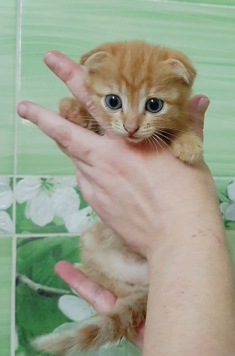 ПолупоРодистыЕ_КотЯта