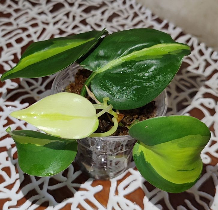 Филодендрон Медиопикта Триколор