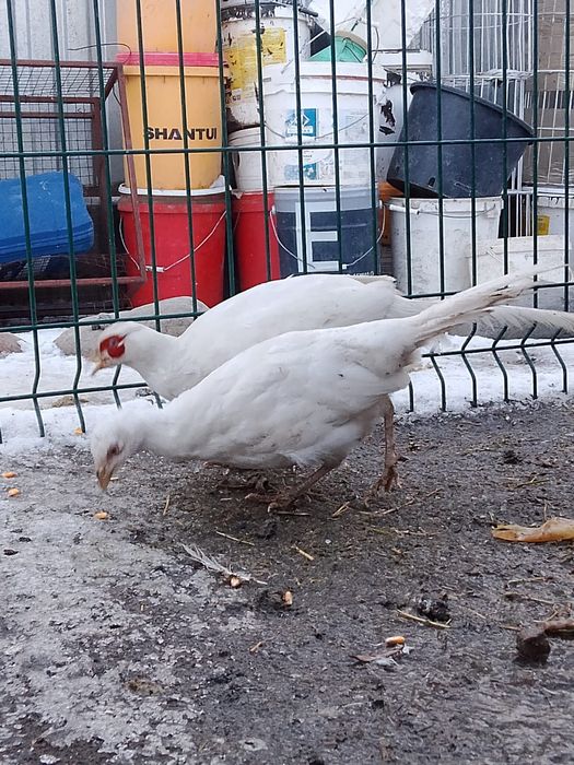 Продам пару Белых фазанов