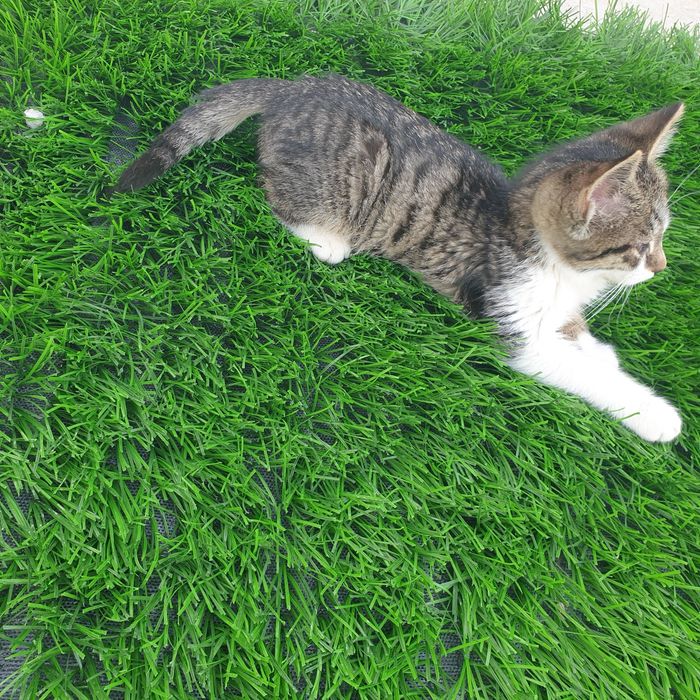 Котенок 3мес. Отдам
