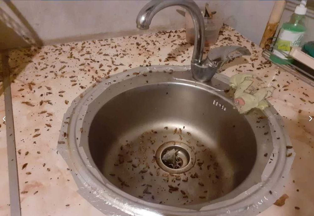 Klop burga chayon ilon sichqon kalamush | Дезинфекция dezinfeksiya 24ч