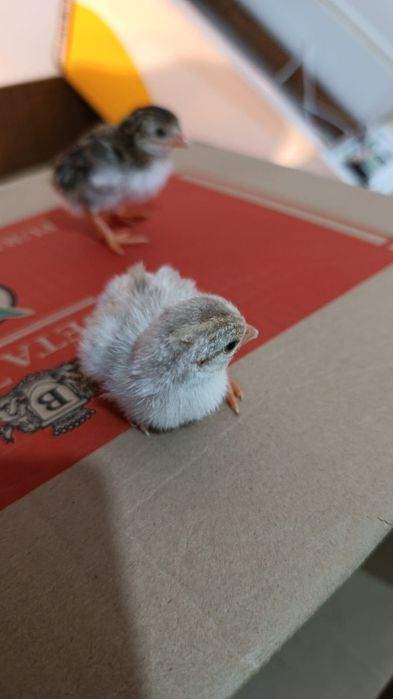 Цыплята Цесарки суточные