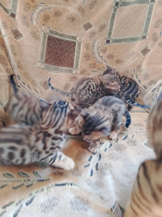 Бронь бенгальских котят