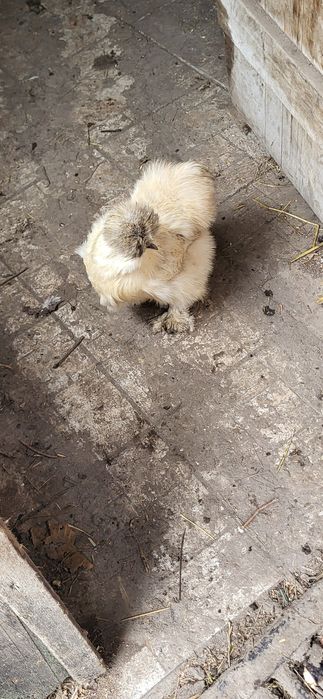 Oua si cocos matasa japoneza 2025