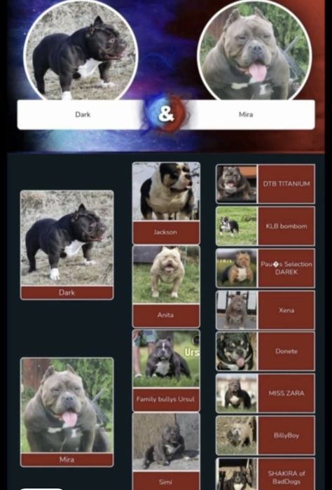 Mascul American Bully cu pedigree ABKC