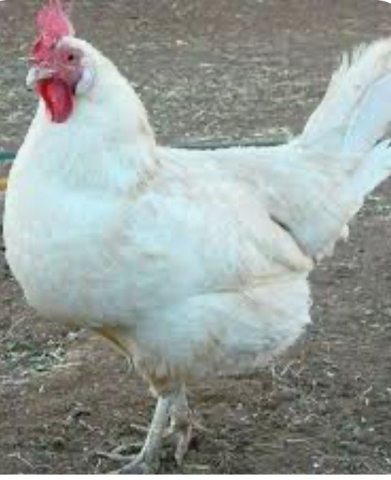 Продам кур несушек