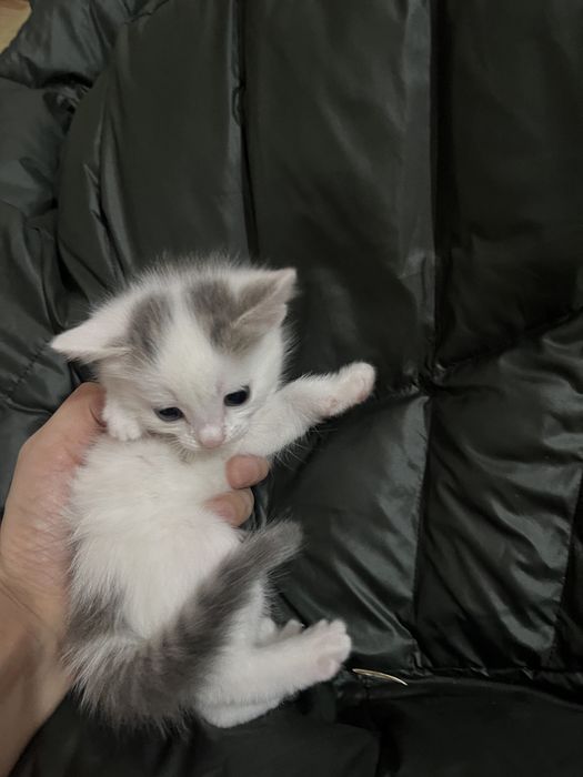 Кішкентай мысықтар сатылады