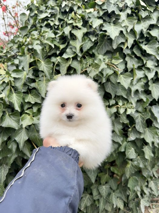 Померан мини момче. Померанче