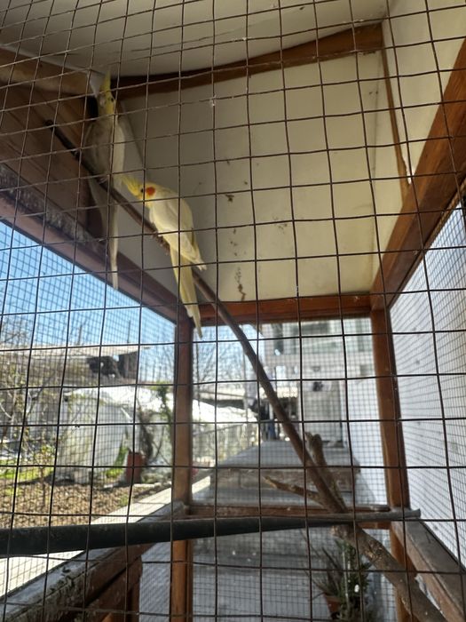 Корелла пара  с клеткой