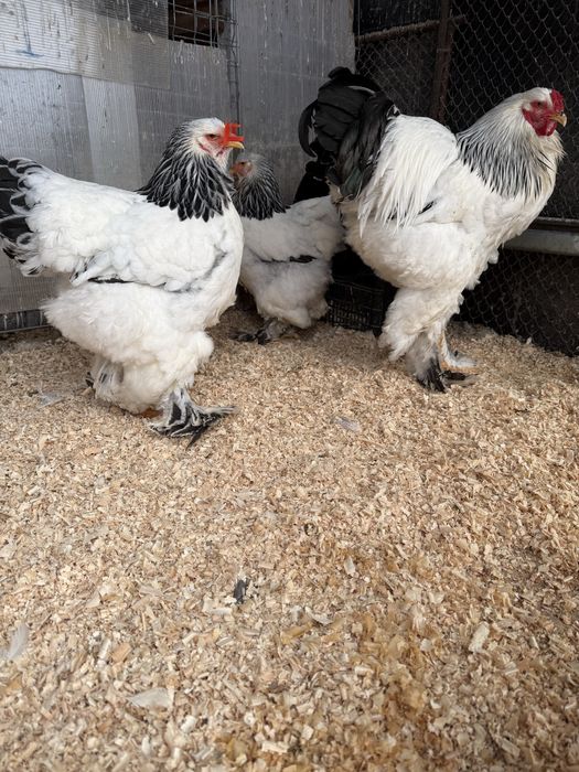 Preiau comenzi oua brahma