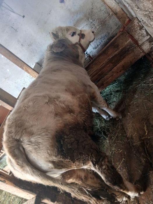 Продам быка. 1год и 2 месяца