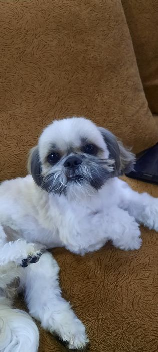 Кобель ши тцу для вязки