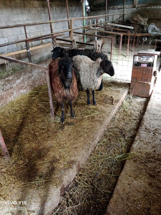 Қой сатамын семіз