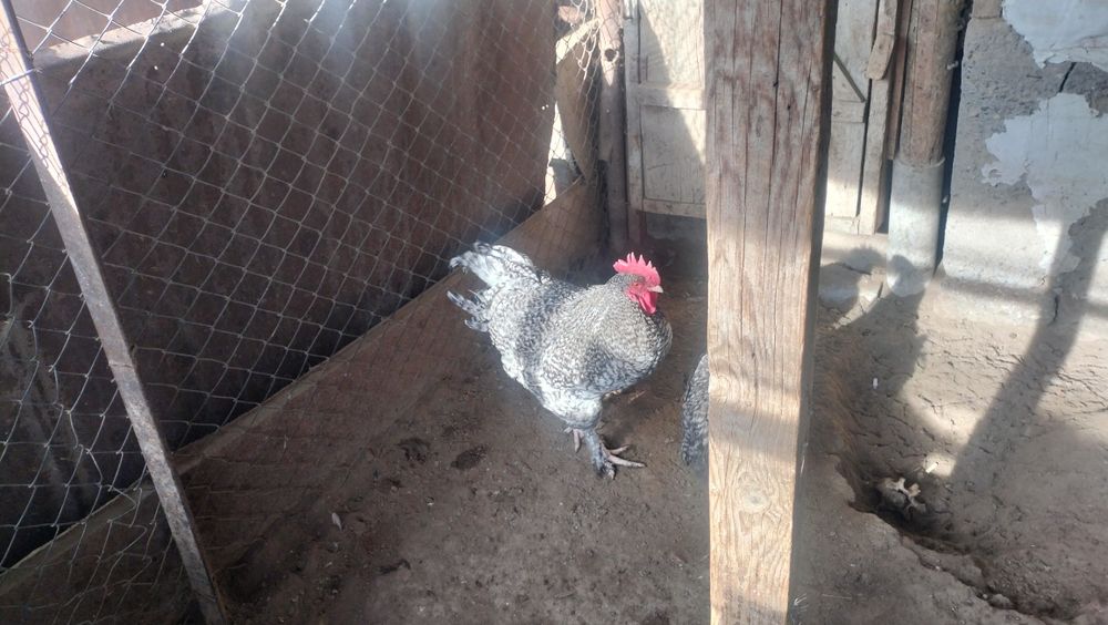 Мехеленская кукушка