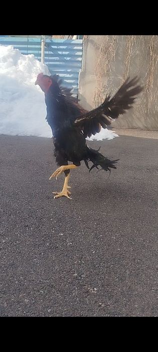 Дакан продам чё там