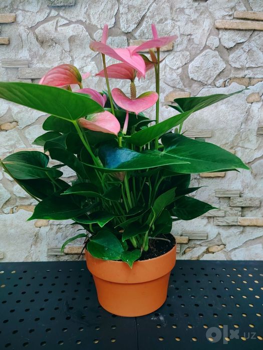 Антуриум Андре (Anthurium andraeanum) розовый сорт.