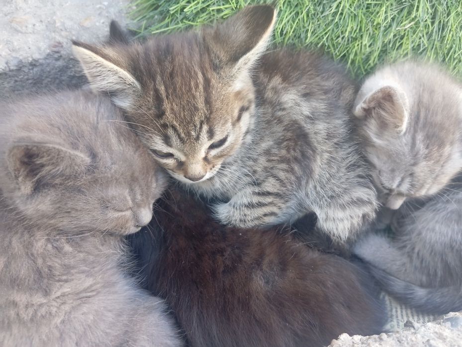 Котята отдам в хорошие руки