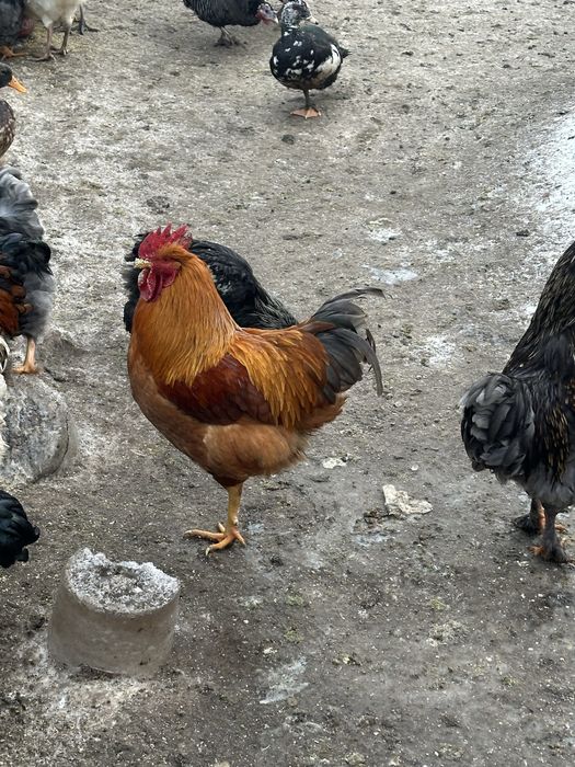 Cocosi de rasa de anul trecut scosi