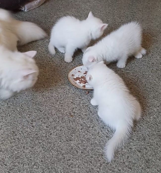 Продаютс котята британцы
