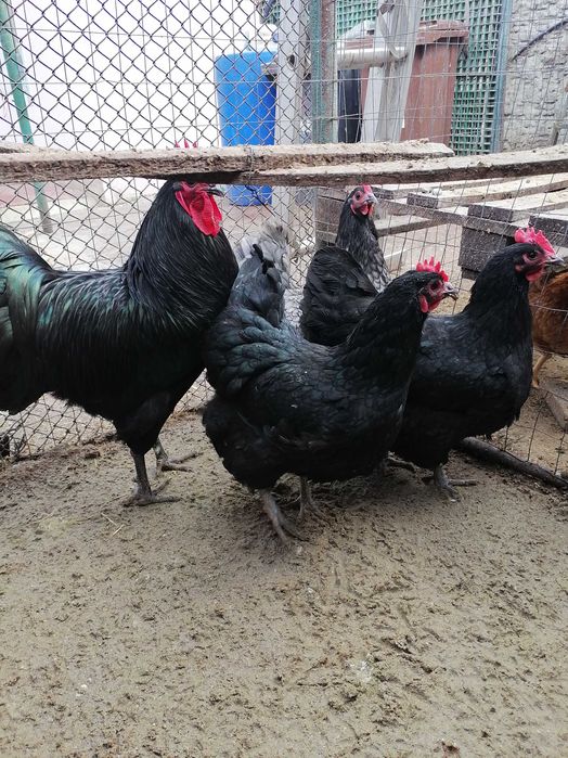 Ouă pentru incubat din rasa austrolop