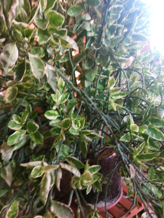 Продаётся цветок